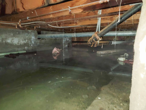 Best Flood restoration services  in Mango, FL