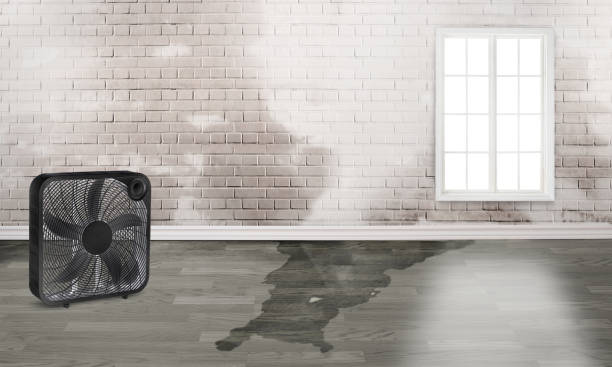 Best Local water damage restoration  in Mango, FL